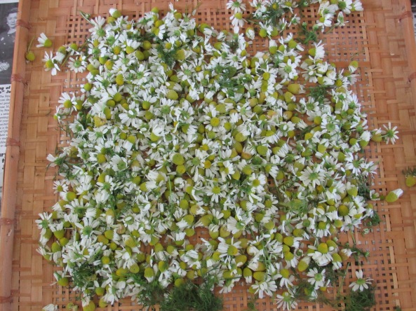 drying chamomile blossoms 